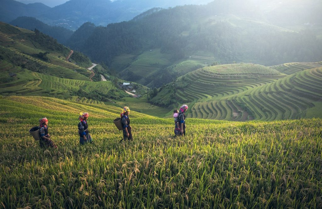 cambodia agriculture 1793403 1920