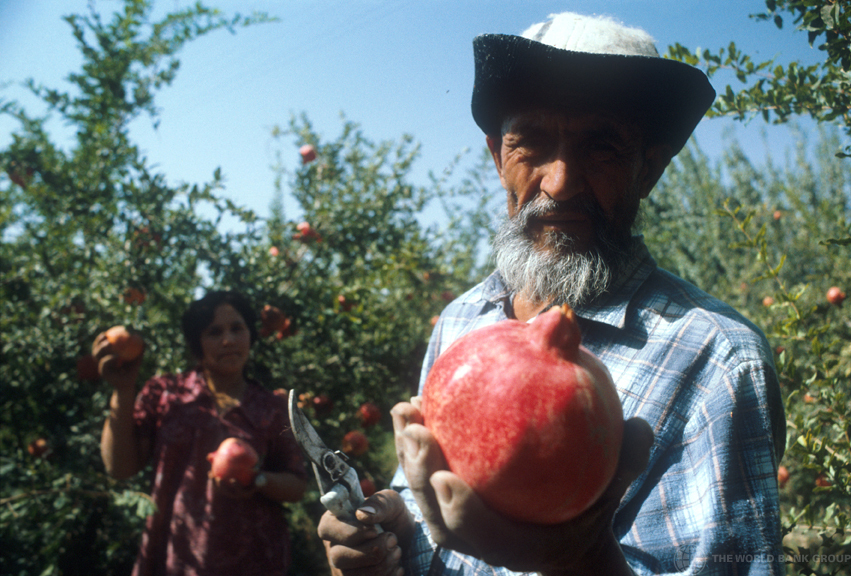 Farmer with crops in Tajikistan